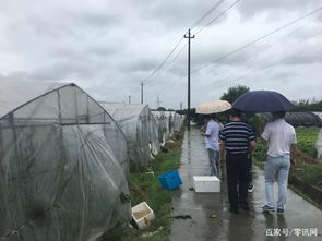 抗击台风 利奇马 嘉兴民革党员在行动